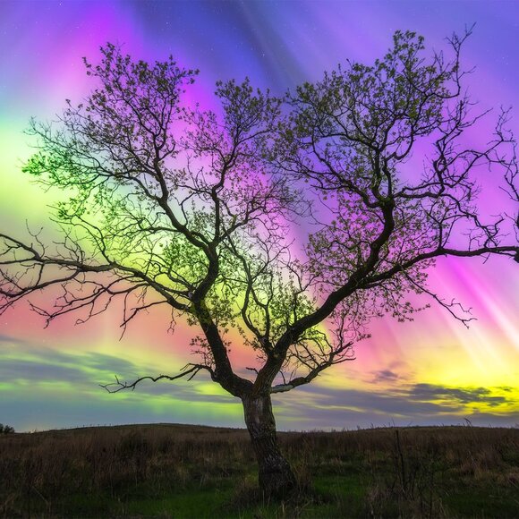 Meet your Posher, Macy - Picture 3 of 4